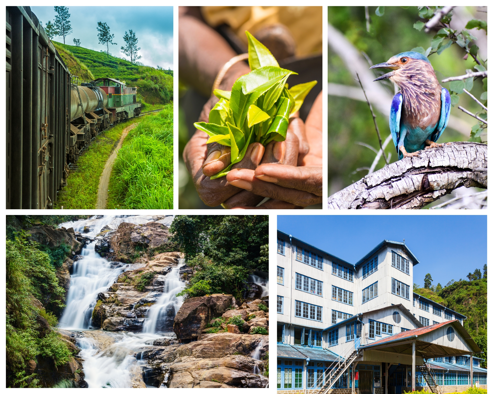 Ceylontastic_Nuwaraeliya_2024